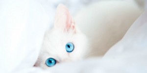 Создать мем: голубой, cat eye, кошка голубая