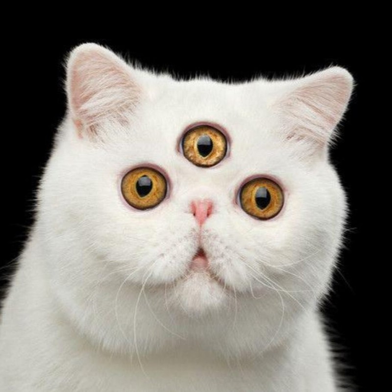 Create meme: cat , cat Snoopy , cat with bulging eyes