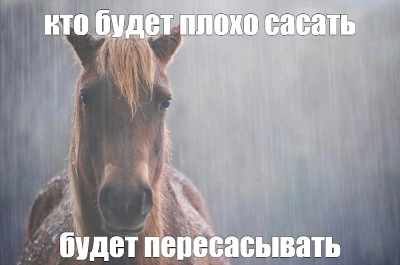 Create meme: sad horse, horse , A lonely horse