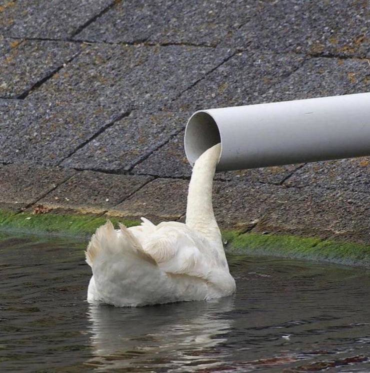 Create meme: and the white swan on the pond screams into the pipe, Swan , swans on a pond 
