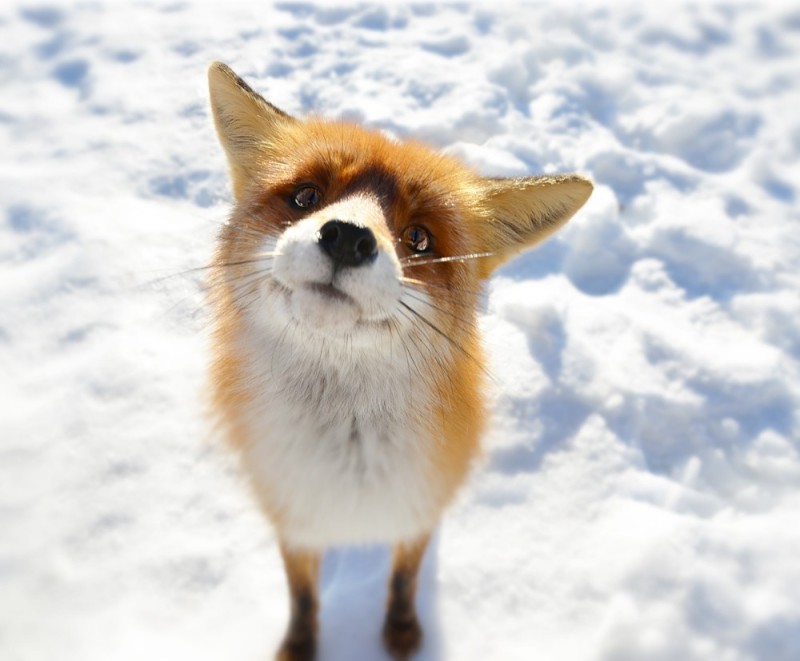 Create meme: Fox , Fox, the red fox