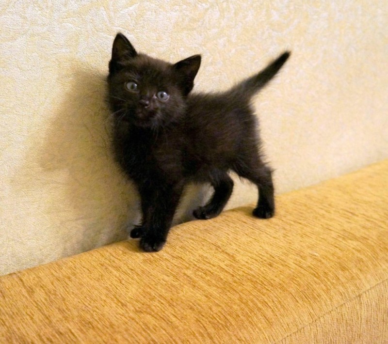 Create meme: black kitten , black shorthair kitten, kitties 