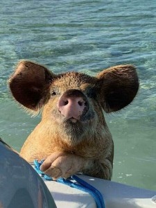 Создать мем: водоплавающие свинки на багамах, свинья, остров свиней на багамах