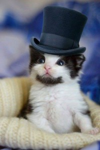 Создать мем: котенок в шляпе, котик, мсье кот