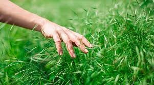 Создать мем: руки на траве, трава, touch grass