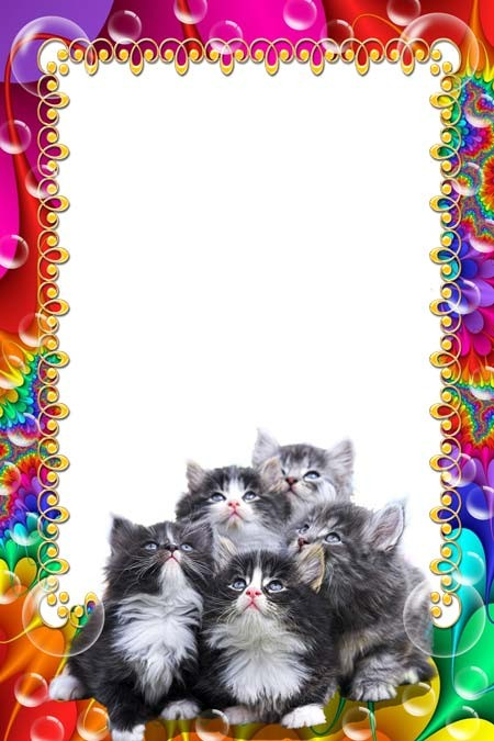 Create meme: cat frame, frame for photoshop, photo frame template