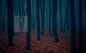 Create meme: dark forest, dark forest