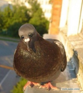 Создать мем: если бы, голубь монако, poop car pigeon