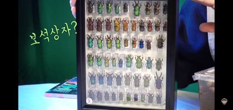 Create meme: insect, entomological collection of beetles, entomological collection "insect pests"