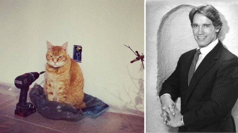 Создать мем: кот кот, арнольд шварценеггер в молодости, кот ремонтник