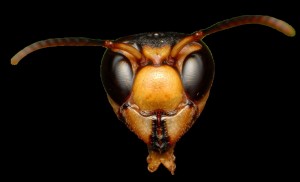 Create meme: eye of the wasp, hornet ordinary, hornet insect