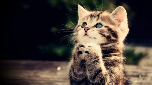 Create meme: animals, cute kittens, Wallpaper desktop cat