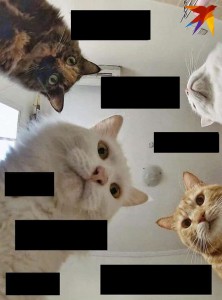 Create meme: dogs cats, the cat in the house, cat