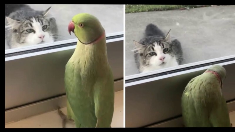 Create meme: cat and parrot, rico's parrot, funny parrot