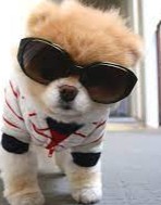 Create meme: cool dogs, pomeranian pomeranian boo, The cutest dogs