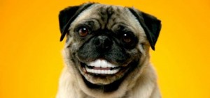 Создать мем: реклама педигри, зубы собаки, собака