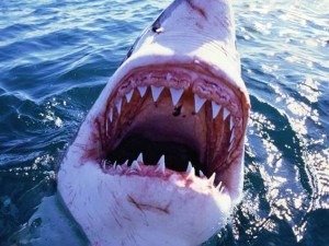 Create meme: great white shark, great white shark, white shark jaws