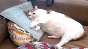 Create meme: cat funny , fat cat is crying, fat cat meme