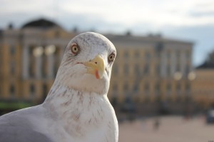 Создать мем: кошка, чайка большая, злая чайка