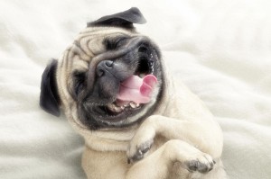 Create meme: smile animal funny, funny animals, funny pugs
