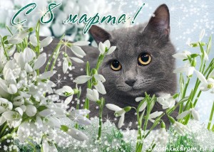 Create meme: greeting card with 8 March, happy spring, spring cat