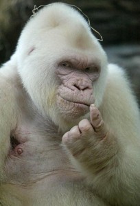 Создать мем: белая горилла, злая горилла альбинос, обезьяна альбинос