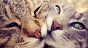 Create meme: cats love, cats love tenderness, cute cat pictures with hearts