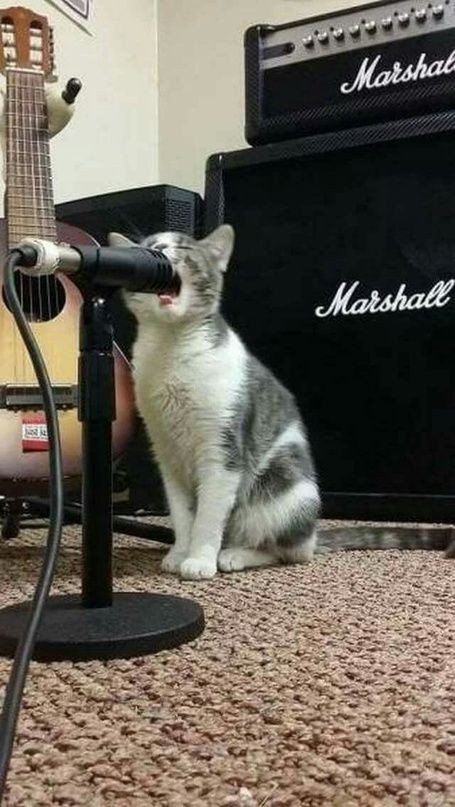 Создать мем: котик с гитарой, кот с электрогитарой, котик с микрофоном