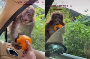 Create meme: monkeys , funny monkey 