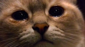 Создать мем: в мире плачет один котик, котик грустный, грустный котик мем