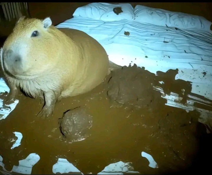 Create meme: domestic guinea pig, Guinea pig skinny, big guinea pig