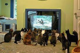 Создать мем: кошка тв, канал про животных по телевизору, кошачий телевизор