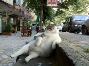 Create meme: Yes, everything is normal, life is good, the cat who