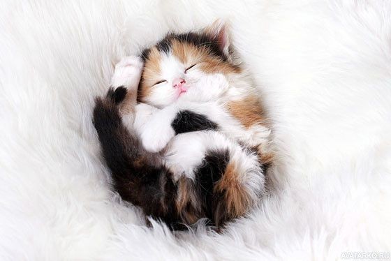 Create meme: cute kittens , cute cats , photos of cute kittens