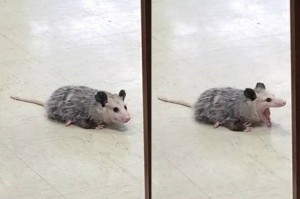 Create meme: srty possum, the rat is an intelligent animal, possum