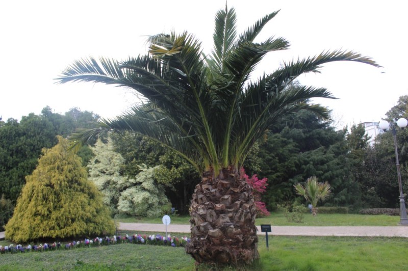 Create meme: palm trees of Sochi, cycas sago palm, pineapple palm tree