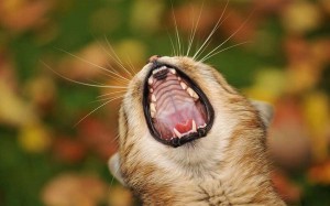 Create meme: teeth cats, screaming cat, yawning cat