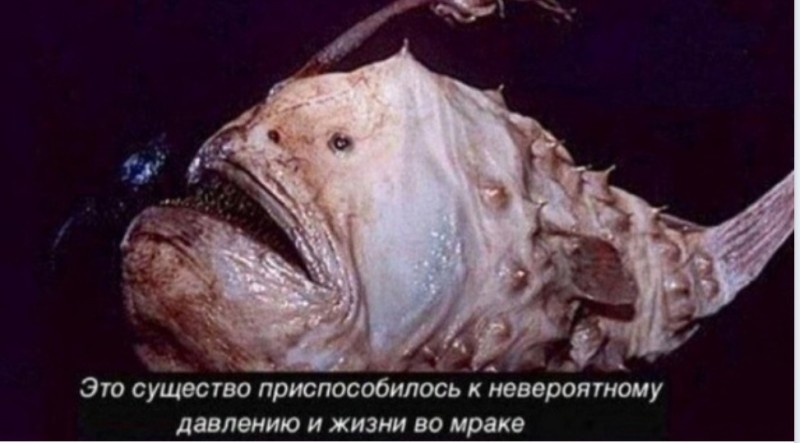 Создать мем: морской черт удильщик, гимантолоф удильщик, рыба гимантолоф удильщик
