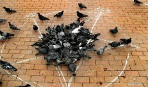 Create meme: dove, feed the pigeons beg, pigeons eat seeds photo