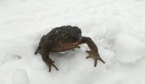 Создать мем: жаба лягушка на снегу, жаба большая, обыкновенная жаба