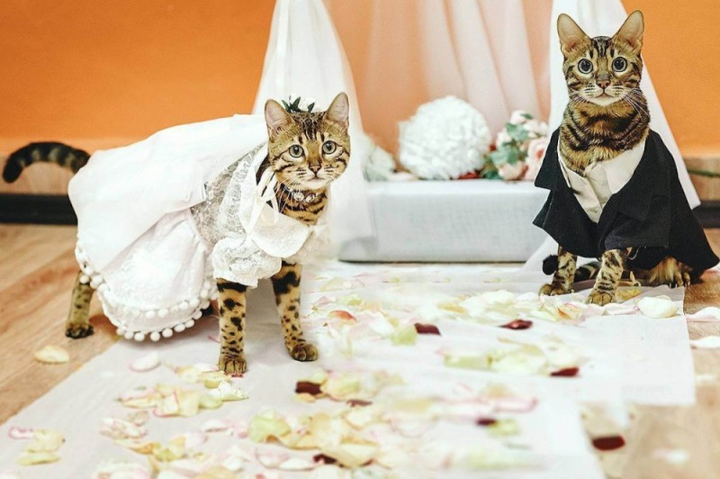 Создать мем: коты свадьба, котики свадьба, кошка в свадебном платье