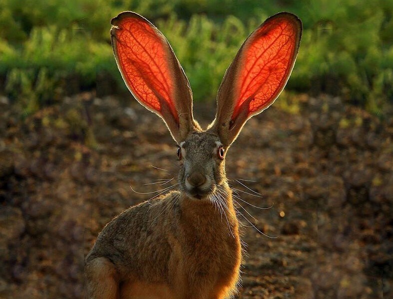 Create meme: The California hare, The black-tailed California hare, the black-tailed hare of North America