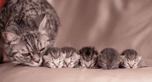 Create meme: cute cats, adorable kittens, cute kittens