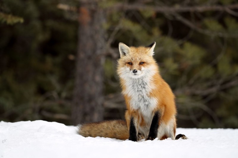 Создать мем: лиса рыжая, рыжая лисица, фокс лисы