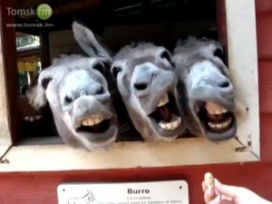 Create meme: funny, donkey, very funny