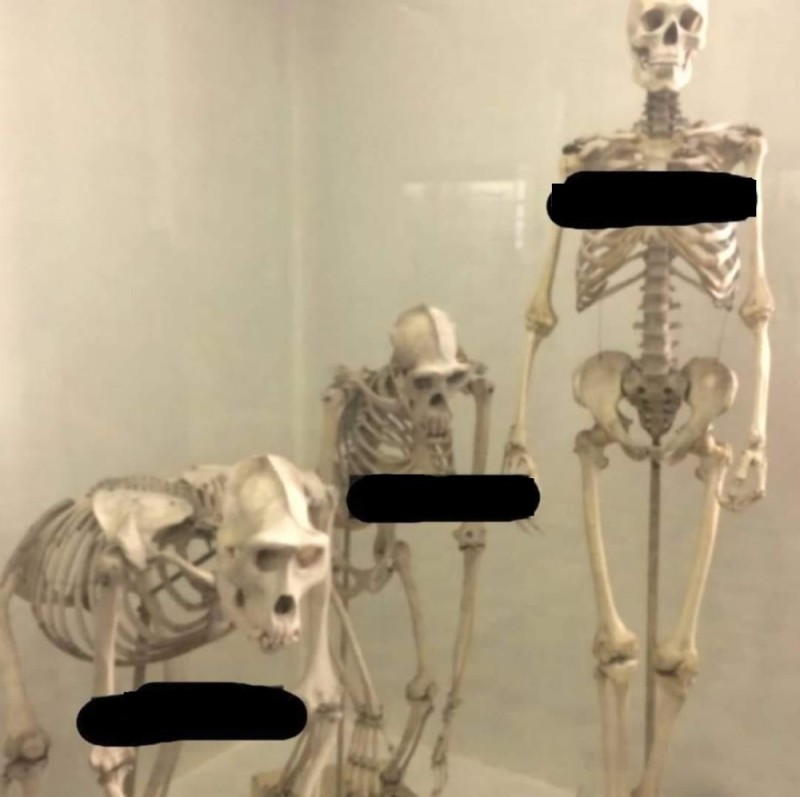 Создать мем: зоологический музей скелет человека, скелет настоящий, человеческий скелет