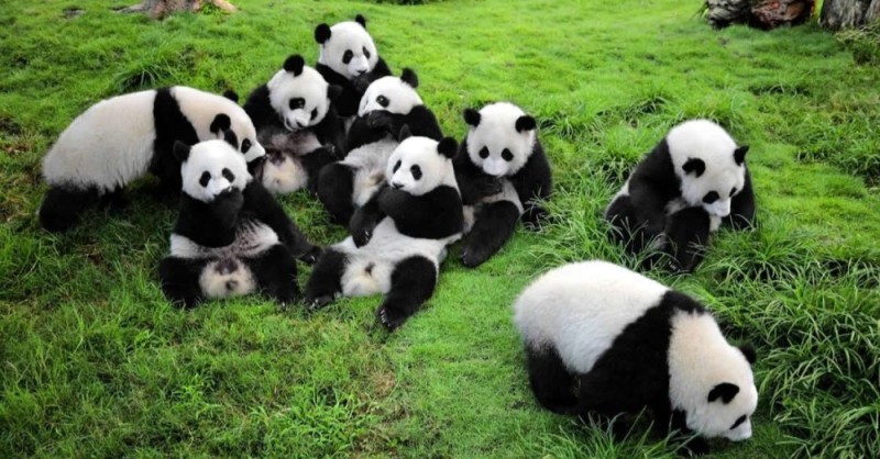 Создать мем: гигантская панда, панда панда, большая панда