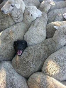 Создать мем: шерсть овцы, овечка и щенок, овца