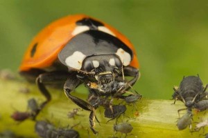 Create meme: twelve-point Ladybird (coleomegilla maculata), insects, ladybug