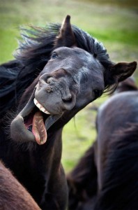 Create meme: laughing horse, funny Pets, funny animals
